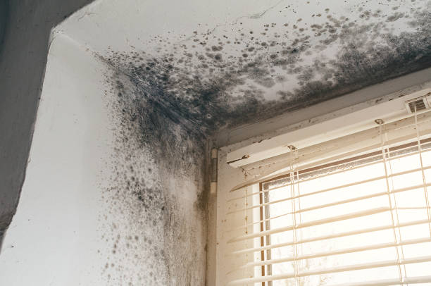 Affordable Basement Mold Remediation solutions in Bunnlevel, NC