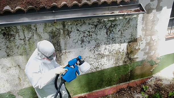 Top rated local Basement Mold Remediation specialists in Bunnlevel, NC